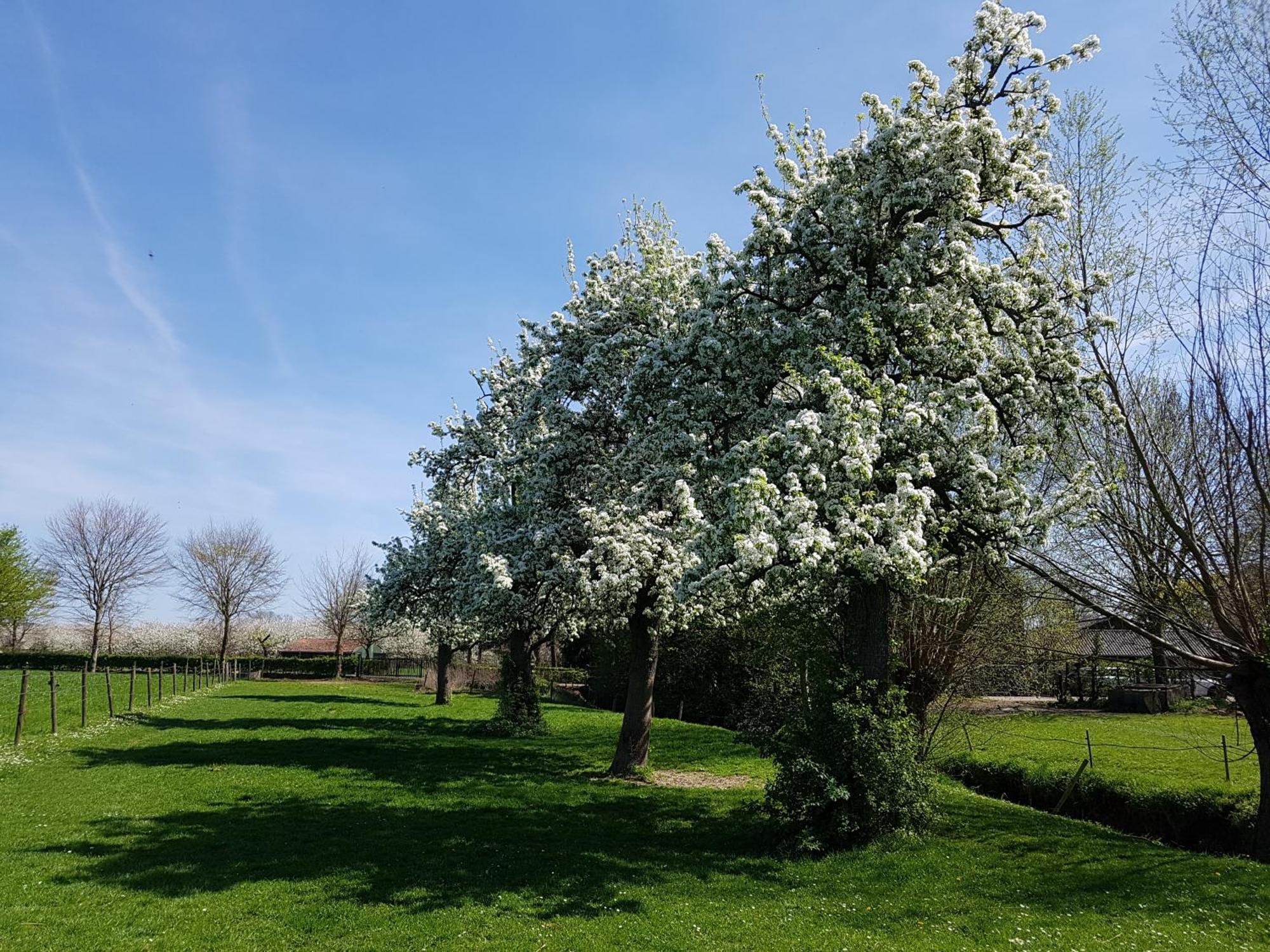 Meschermolen 9 Dış mekan fotoğraf